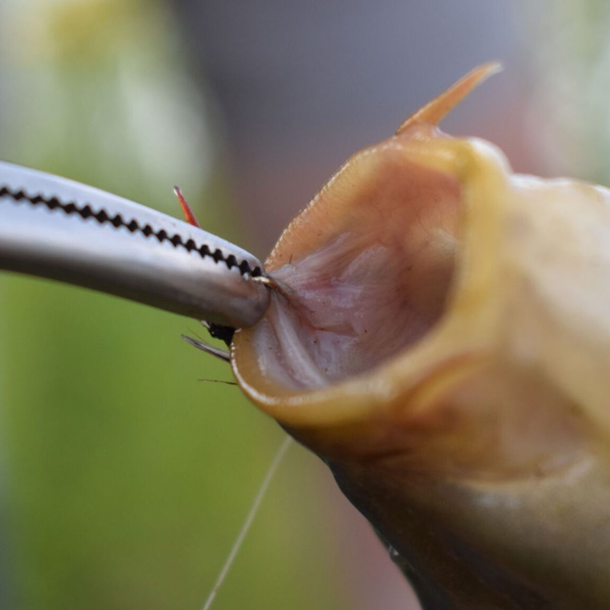 How to Remove a Fish Hook?